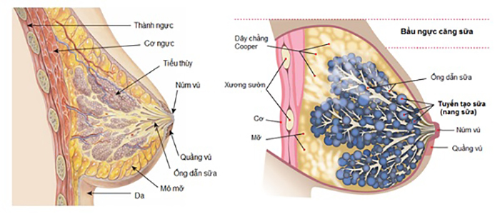 cau-tao-ngucc9bc.jpg